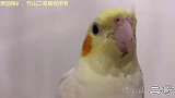 四个月龄的新宠，人工繁殖手养喂大，乖巧听话很粘人，你喜欢吗？
