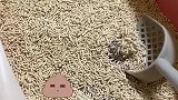 一个铲屎官兼救助人的日常
