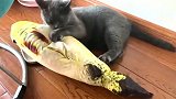 蓝猫：这么大的鱼怎么没味道？