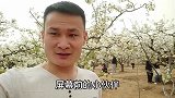 第一次赏梨花，到处都是天然的梨花香气，美不胜收