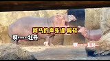小河马的声乐课，大河马教的不错