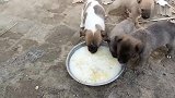 一群小奶狗围在一起吃稀饭，吧唧吧唧的吃的可香了