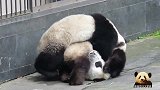 可怜的熊猫宝宝被别熊欺负成了“球”：奶爸奶妈快来救我呀！