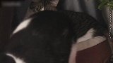 好可爱的小猫咪啊，看这布灵布灵的眼神，真是好萌呢！