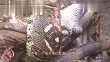 蟒蛇本想猎杀鳄鱼,没想到鳄鱼早有防备,一口将蛇咬“七零八碎”