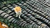 猫：还是房顶上空气好呀，以后每天来！