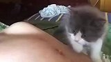 没断奶的猫咪，上来就咬