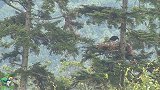 金雕育雏，鸟妈妈很疼小金雕，这么大了还撕肉喂它