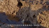 章鱼还能吃螃蟹看这捕食的架势，智商差了一大截