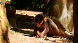要把可怜的猴子和坏妈妈猴子分开了，不然它一直不被爱戴