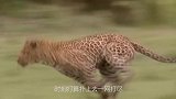 花豹挑衅野猪，本想开开荤，没想到野猪使出了独门绝技反败为胜