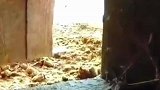 在家是乖乖仔，在外是猫老大