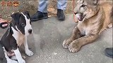小狗偶遇大猫，作死上千挑衅，下秒你们别笑
