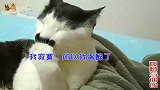 呆萌小奶猫金果果和偶像爸爸合影打瞌睡，跟主人卖萌摔掉地，惊险