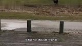 以后再也不养这玩意儿了，好像生了一盆脑花