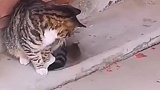猫咪说你别想逃跑