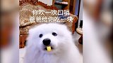 狗狗大秀吹口哨绝技，众人纷纷称赞，网友：萌化我心！