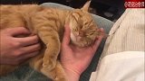 猫咪躺在主人的身边任其摆布，一只没有底线的猫！