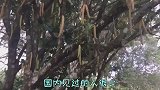 这个水果撞脸辣椒，味道却和苹果一样香甜，你敢吃吗？