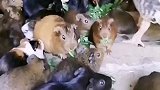 鸭总管告诉荷兰猪开饭了
