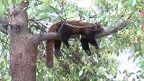 江苏南通：大风天“越狱出逃”的小熊猫，回来“上班”了