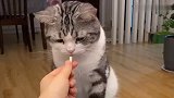 猫咪, 像不像小时候妈妈骗你吃药的样子