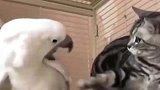 这只白色的鹦鹉太欠揍了，猫咪：这鹦鹉真贱