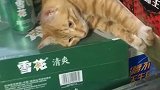 猫不给我小鱼干，我就在你店里不走了！