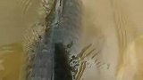 六大鱼儿喜欢藏身的地方