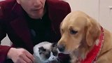 金毛豆豆看到主人要把猫咪炖掉，暖心的金毛这样做，真懂事