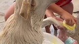 主人给狗子洗澡，狗子一脸享受