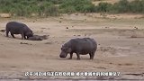 男子落水后大声呼救，大象听到后立马下水救援，镜头拍下全过程