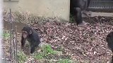 小猩猩趁爸爸不注意，偷偷闻了闻爸爸屁股，猩猩爸-这孩子傻了？