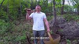 小伙进深山挖食材, 赶在清明节前, 才找到了“极品”
