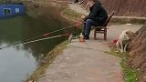 狗子下完夜班还要陪主人钓鱼，在一边困到睁不开眼睛