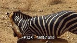 豹子追捕角马，谁知角马潜力爆发，一角戳中豹子身体