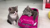猫咪中的富二代，不仅有豪车，连睡觉都有保镖守着！