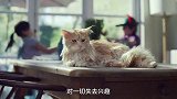 这里有只猫咪叛变了！