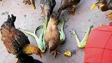 为什么这个鸭子是鸡的脚，怎么长成这样的