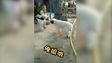小孩与暴力羊的旷世之战，笑尿了