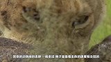几十只野狗一起围攻狮子，狮子选择放手一搏，结果野狗下场是这样