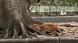 流浪猫临死前躺在大树的怀里，孤独的等待着死亡…看到最后泪目！