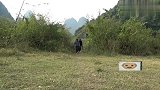 两位美女进山游玩，小莫给她们做红薯窑吃，满满的童年回忆