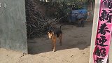 三条大狼狗挡道，咬的进不了村，怎么办。