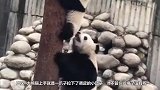 熊猫将熊猫宝宝推到沟里，突然想起娃是亲生的，神反转太可爱了