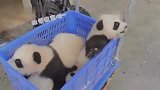 熊猫宝宝下班了！奶妈分团子了，请快来领取呀！