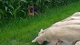 牧羊犬看护100多只羊吃草，不允许糟蹋一点庄稼！
