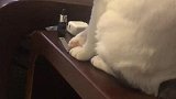 猫：放在桌子上干啥，我都给你扔了！
