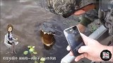 爱吃棉花糖的鳄鱼们，一丢棉花糖，立马抢着咬