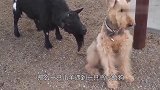 小山羊只是想找狗狗玩，一阵示好之后崩溃到怀疑羊生